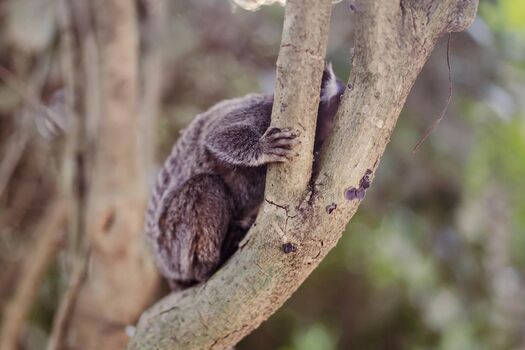 Combustível Sem Imposto