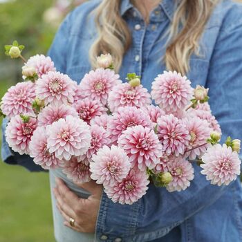 Full leaked Dahlia cream private onlyfans photo