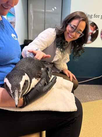 Sofia Gomez / Sofiiiagomez